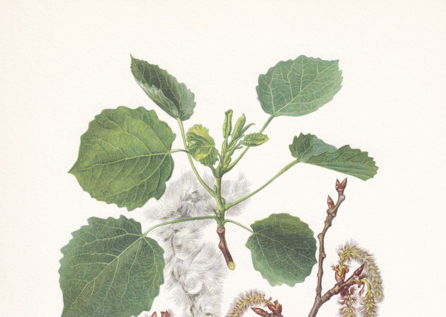 1960 EUROPEAN ASPEN Print - Botanical Print - Tree Illustration - Tree Wall Art - Vintage Tree Print - 7.5 x 10.6 Inches