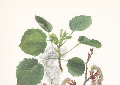 1960 EUROPEAN ASPEN Print - Botanical Print - Tree Illustration - Tree Wall Art - Vintage Tree Print - 7.5 x 10.6 Inches