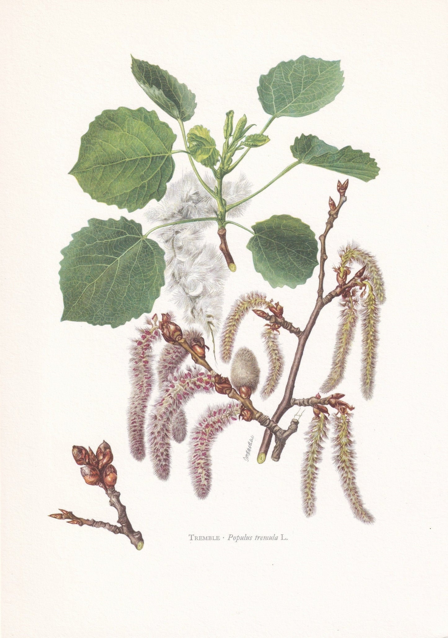 1960 EUROPEAN ASPEN Print - Botanical Print - Tree Illustration - Tree Wall Art - Vintage Tree Print - 7.5 x 10.6 Inches