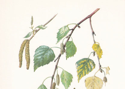 1960 SILVER BIRCH Print - Botanical Print - Tree Illustration - Tree Wall Art - Vintage Tree Print - 7.5 x 10.6 Inches