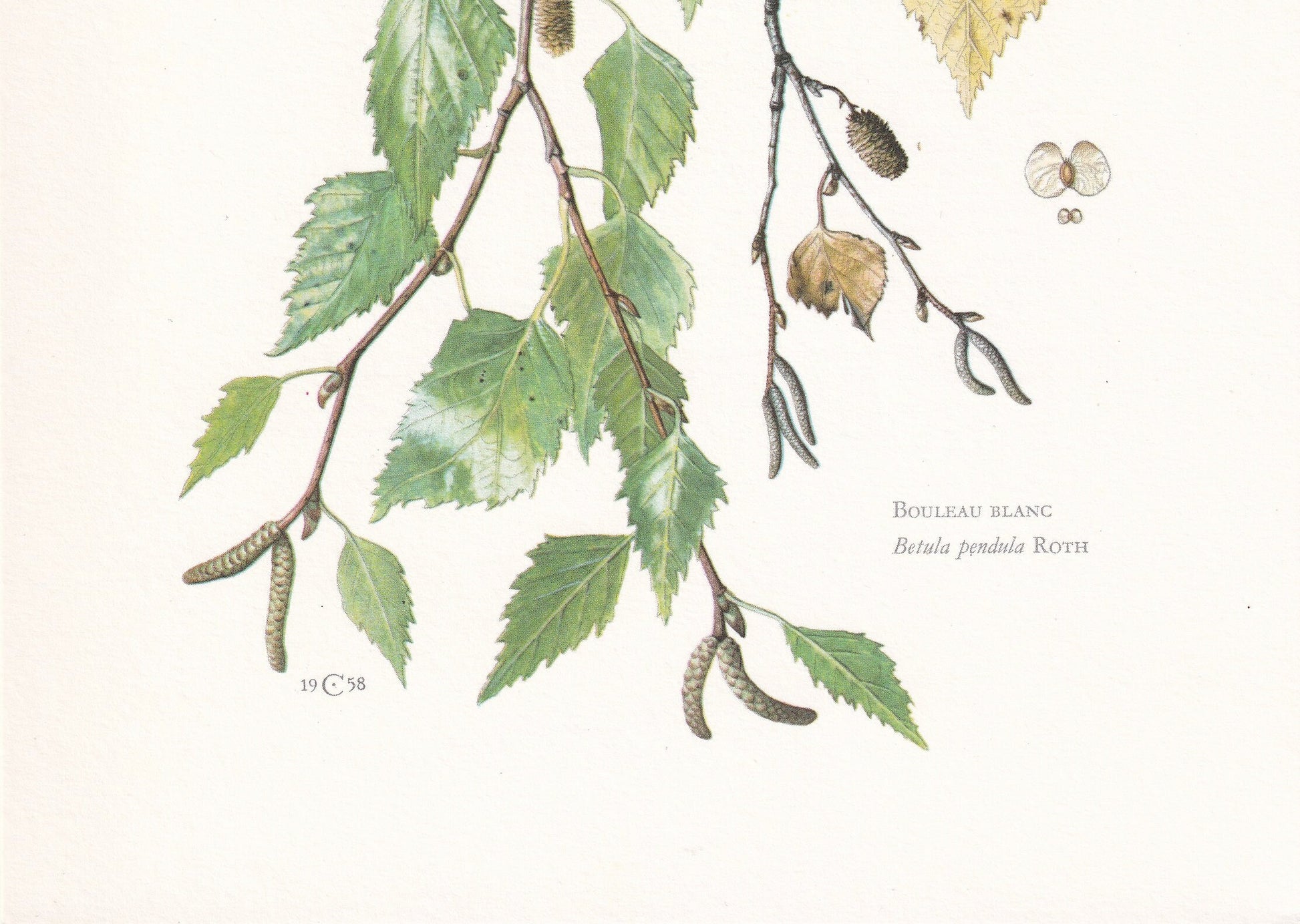 1960 SILVER BIRCH Print - Botanical Print - Tree Illustration - Tree Wall Art - Vintage Tree Print - 7.5 x 10.6 Inches