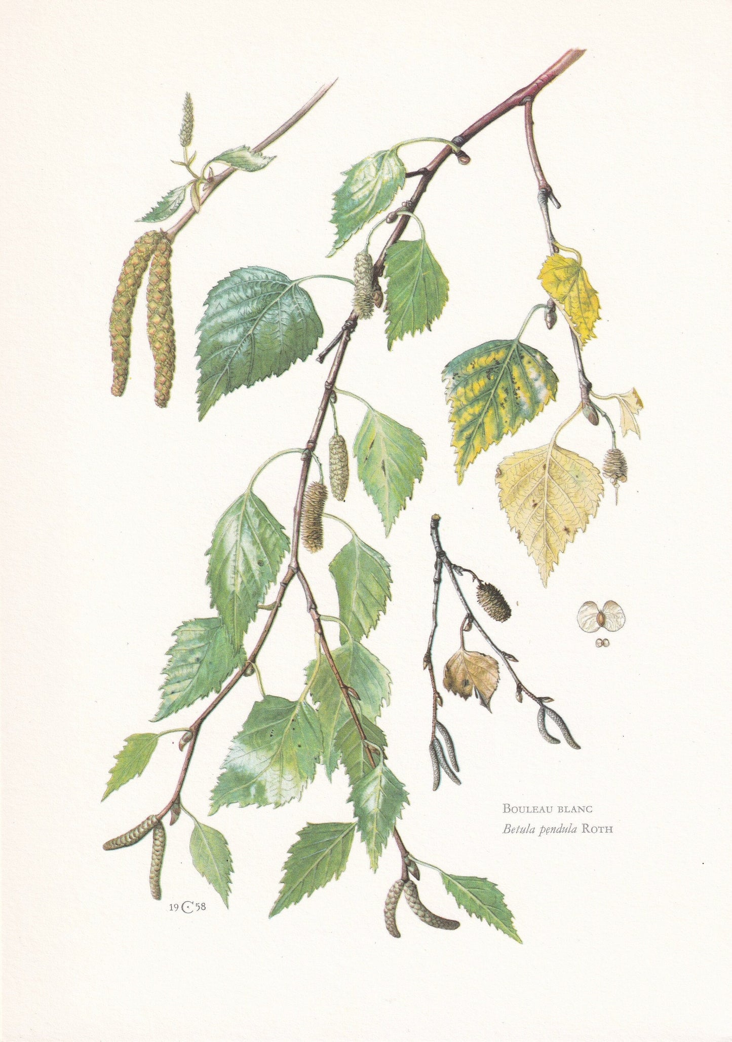 1960 SILVER BIRCH Print - Botanical Print - Tree Illustration - Tree Wall Art - Vintage Tree Print - 7.5 x 10.6 Inches