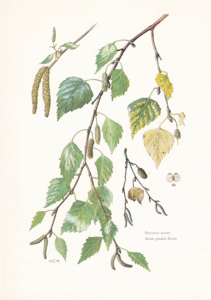 1960 SILVER BIRCH Print - Botanical Print - Tree Illustration - Tree Wall Art - Vintage Tree Print - 7.5 x 10.6 Inches