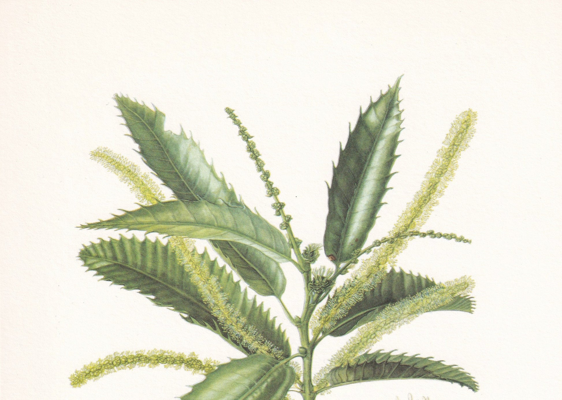 1960 SWEET CHESTNUT Print - Botanical Print - Tree Illustration - Tree Wall Art - Vintage Tree Print - 7.5 x 10.6 Inches