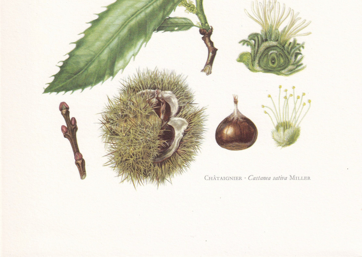 1960 SWEET CHESTNUT Print - Botanical Print - Tree Illustration - Tree Wall Art - Vintage Tree Print - 7.5 x 10.6 Inches