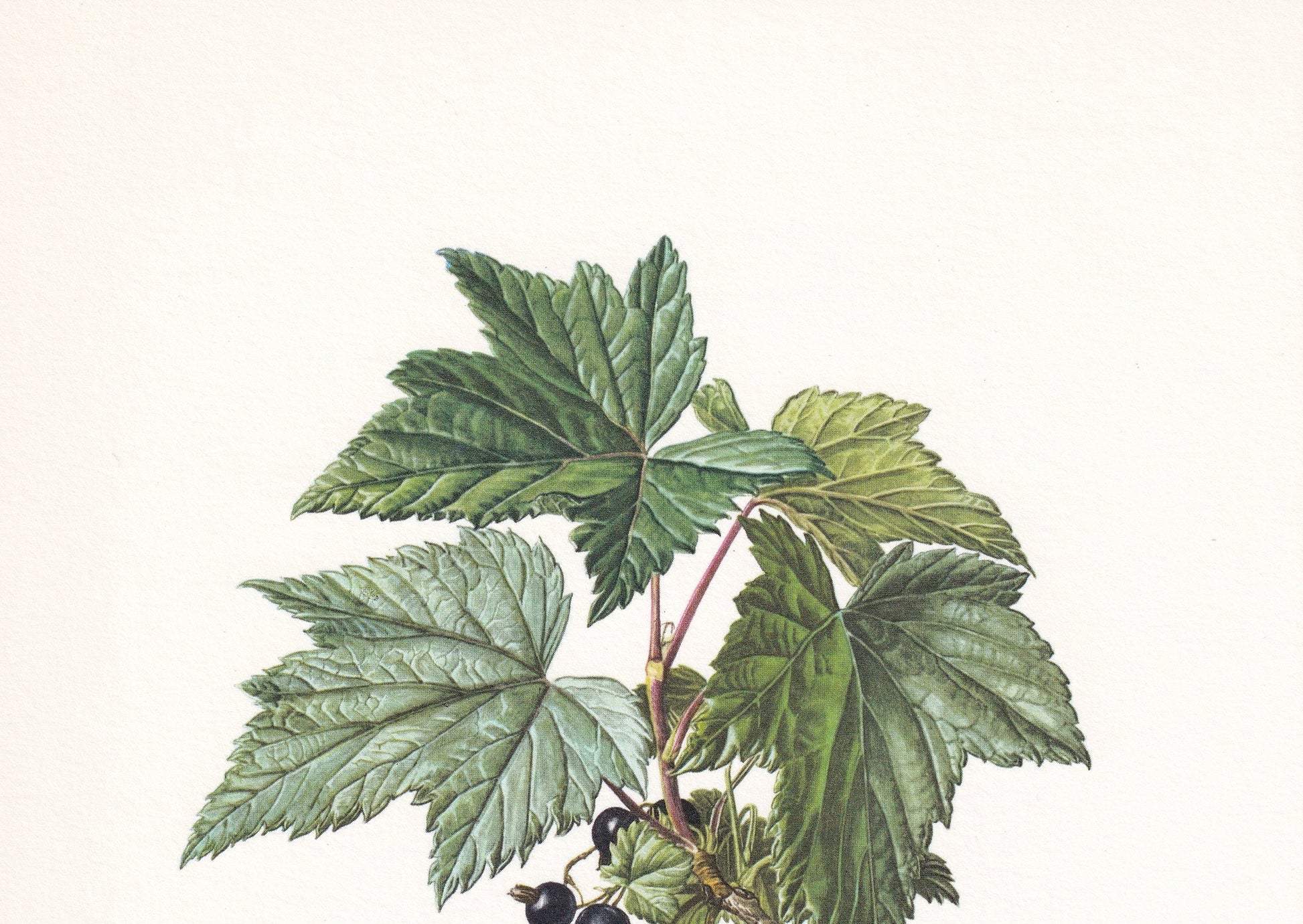 1960 BLACKCURRANT Print - Botanical Print - Botanical Illustration - Plant Wall Art - Vintage Plant Print - 7.5 x 10.6 Inches