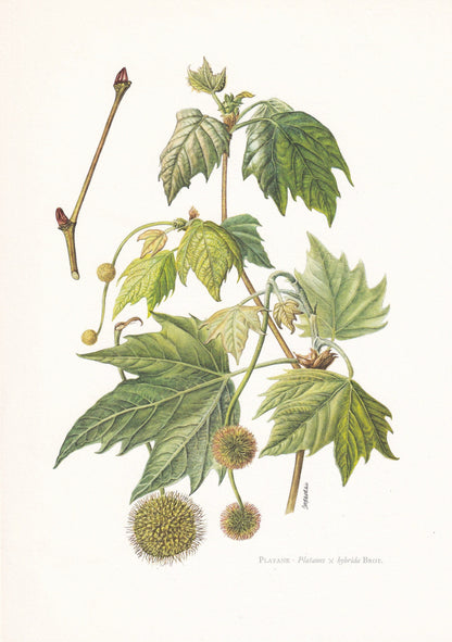 1960 LONDON PLANE TREE Print - Botanical Print - Botanical Illustration - Tree Wall Art - Vintage Tree Print - 7.5 x 10.6 Inches