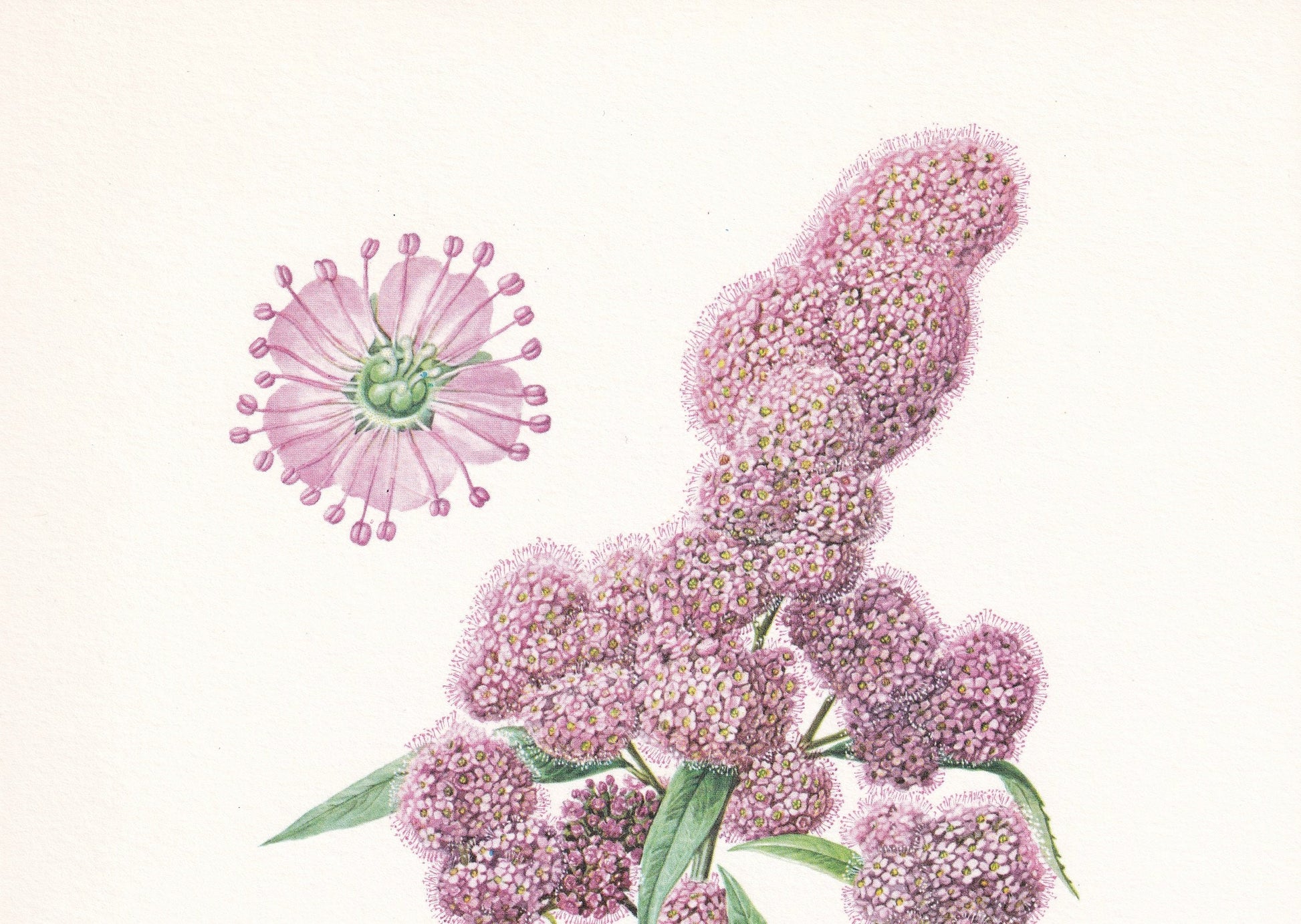 1960 SPIREA (MEADOWSWEETS) Print - Botanical Print - Botanical Illustration - Plant Wall Art - Vintage Plant Print - 7.5 x 10