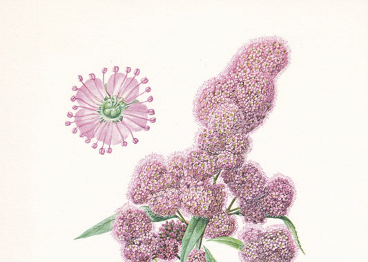 1960 SPIREA (MEADOWSWEETS) Print - Botanical Print - Botanical Illustration - Plant Wall Art - Vintage Plant Print - 7.5 x 10