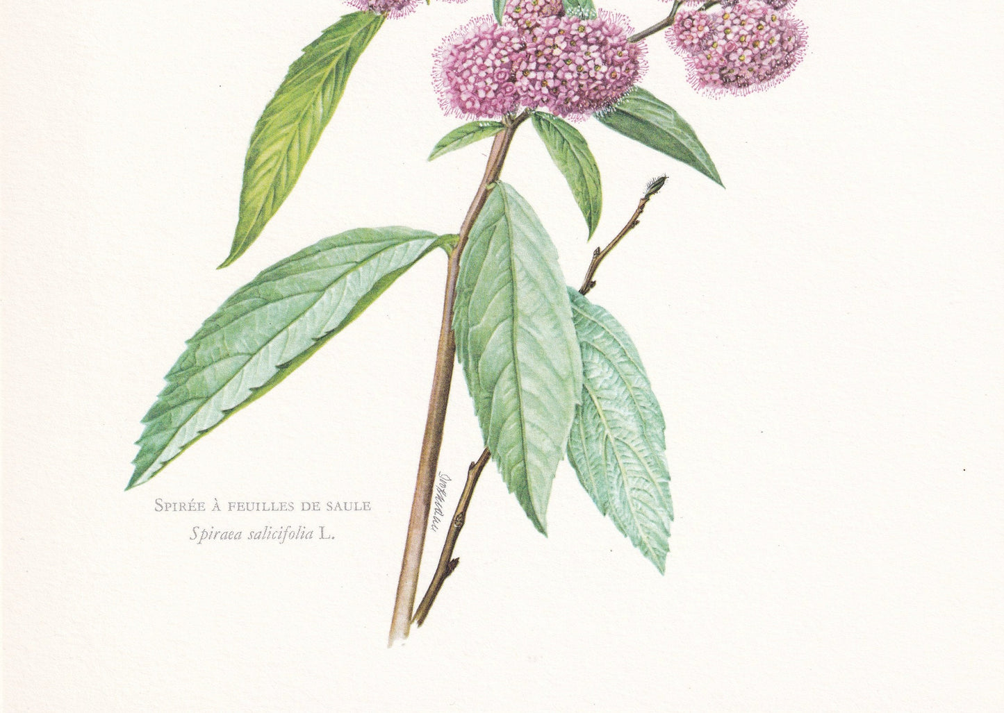1960 SPIREA (MEADOWSWEETS) Print - Botanical Print - Botanical Illustration - Plant Wall Art - Vintage Plant Print - 7.5 x 10