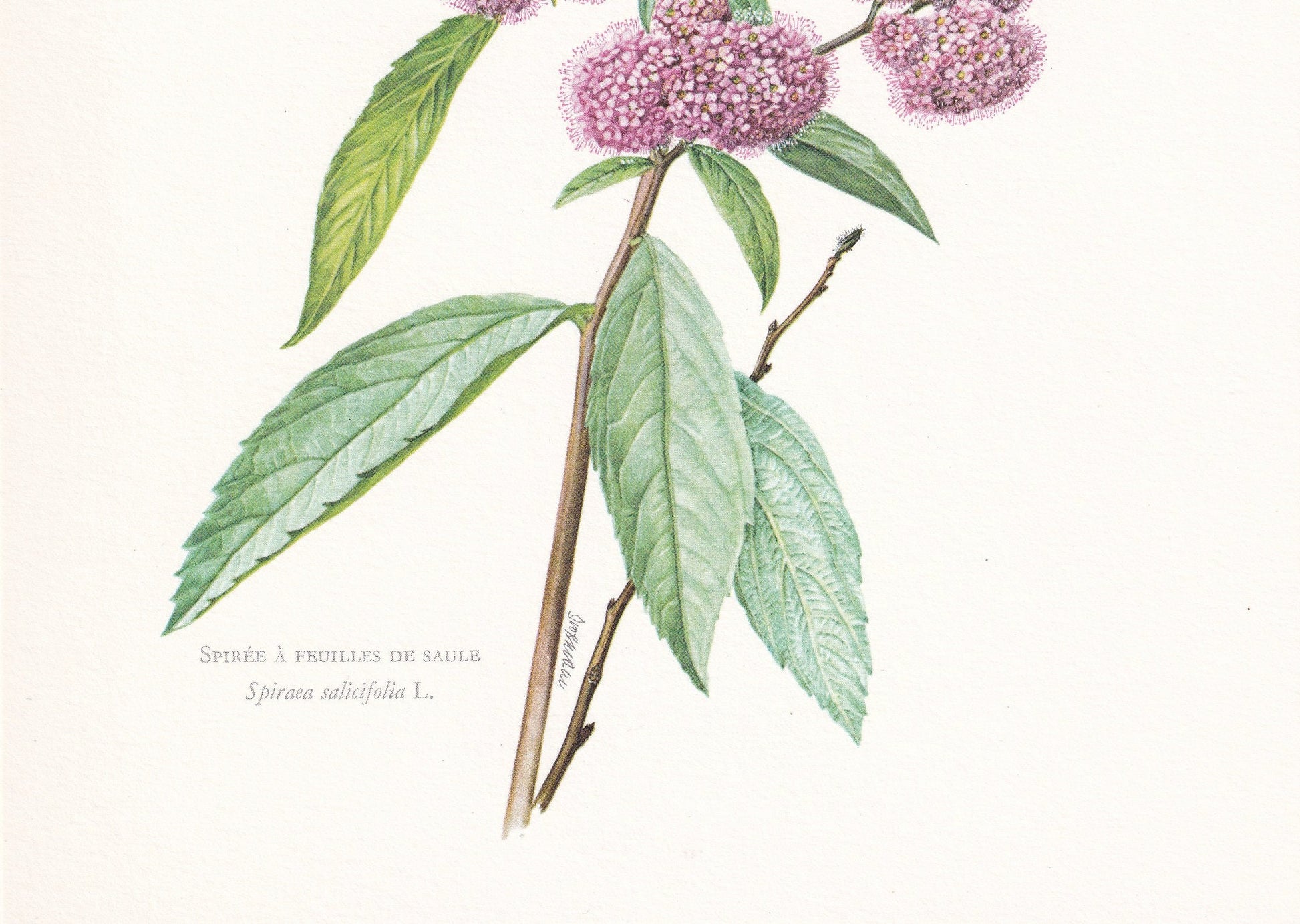 1960 SPIREA (MEADOWSWEETS) Print - Botanical Print - Botanical Illustration - Plant Wall Art - Vintage Plant Print - 7.5 x 10