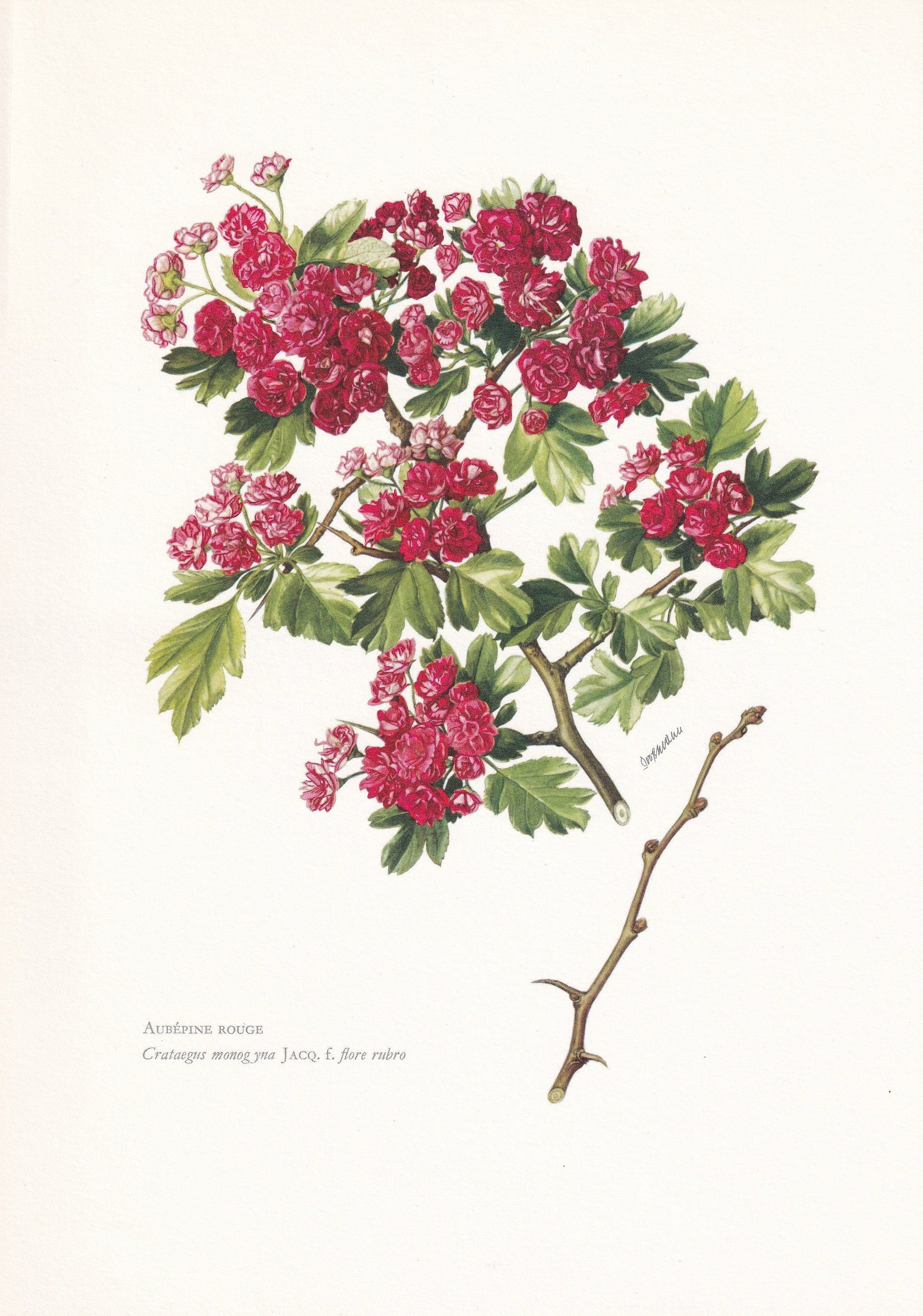 1960 COMMON HAWTHORN Print - Botanical Print - Botanical Illustration - Plant Wall Art - Vintage Plant Print - 7.5 x 10.6 Inches