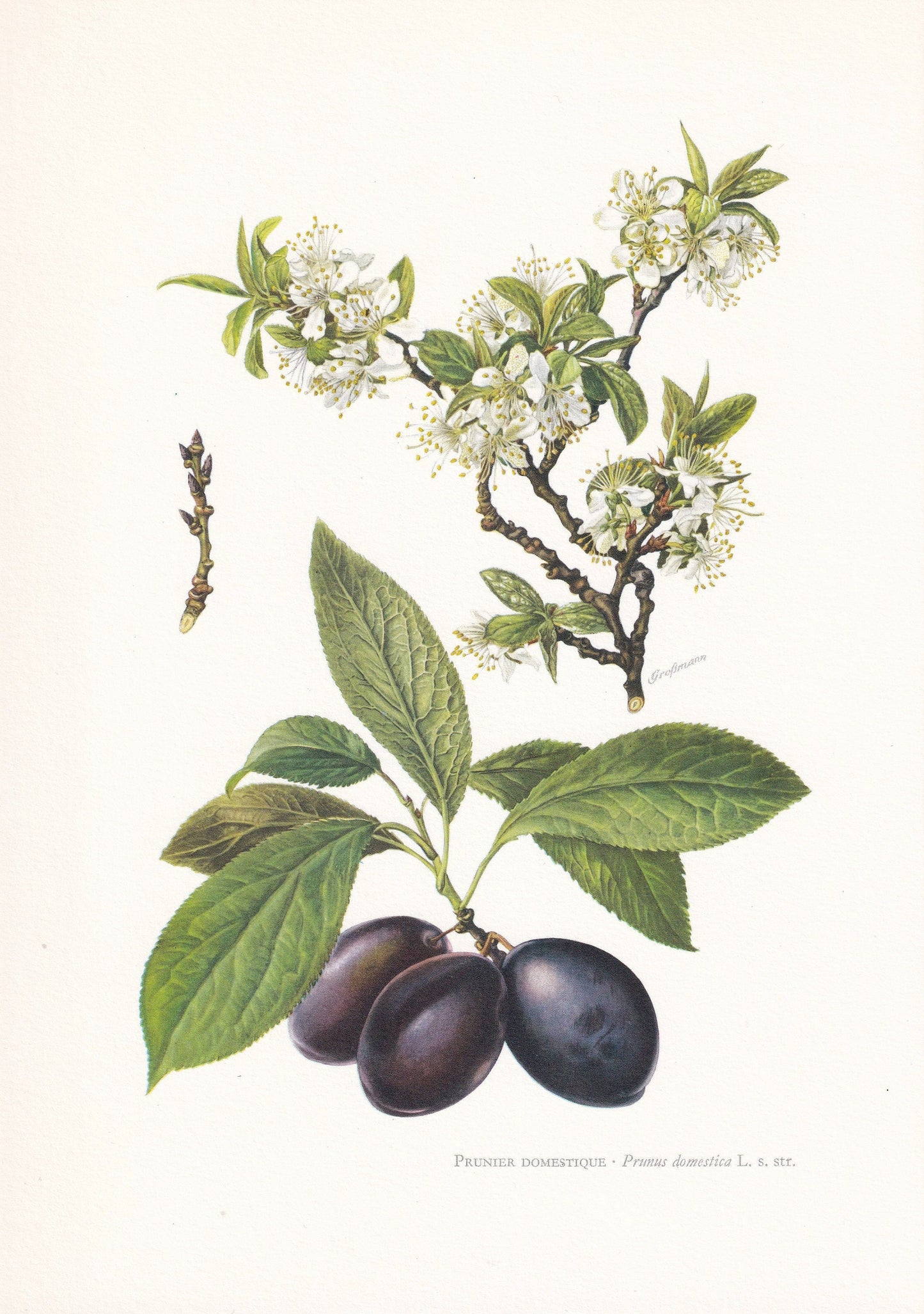 1960 COMMON PLUM TREE Print - Botanical Print - Botanical Illustration - Tree Wall Art - Vintage Tree Print - 7.5 x 10.6 Inch