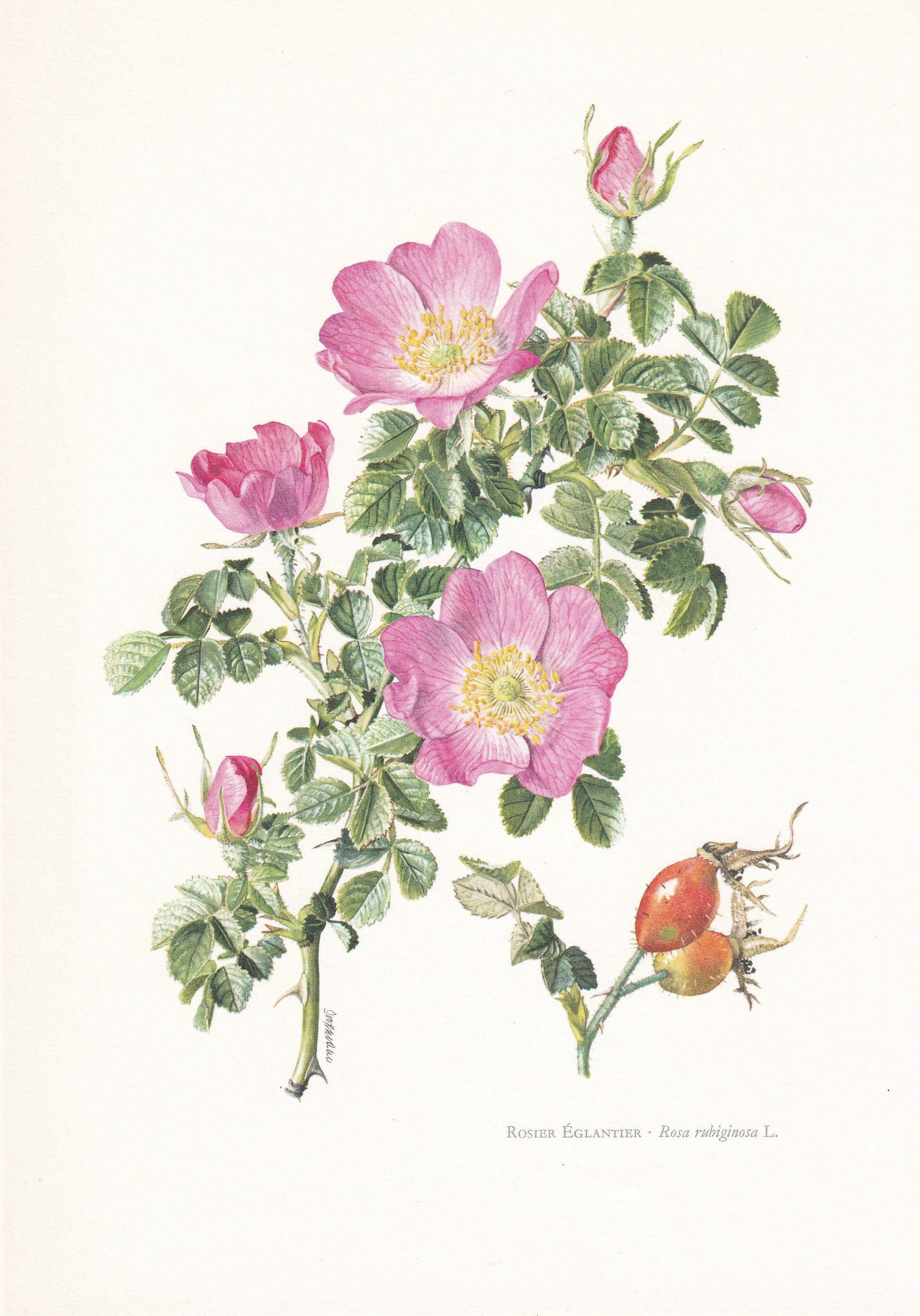 1960 SWEET BRIAR ROSE Print - Botanical Print - Botanical Illustration - Plant Wall Art - Vintage Plant Print - 7.5 x 10.6 Inches
