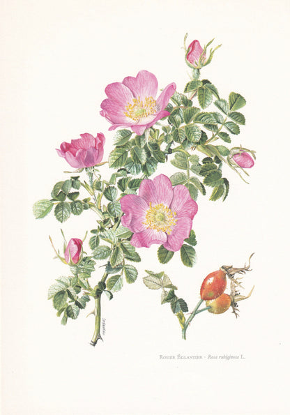 1960 SWEET BRIAR ROSE Print - Botanical Print - Botanical Illustration - Plant Wall Art - Vintage Plant Print - 7.5 x 10.6 Inches