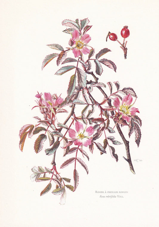 1960 RED-LEAVED ROSE Print - Botanical Print - Botanical Illustration - Plant Wall Art - Vintage Plant Print - 7.5 x 10.6 Inches