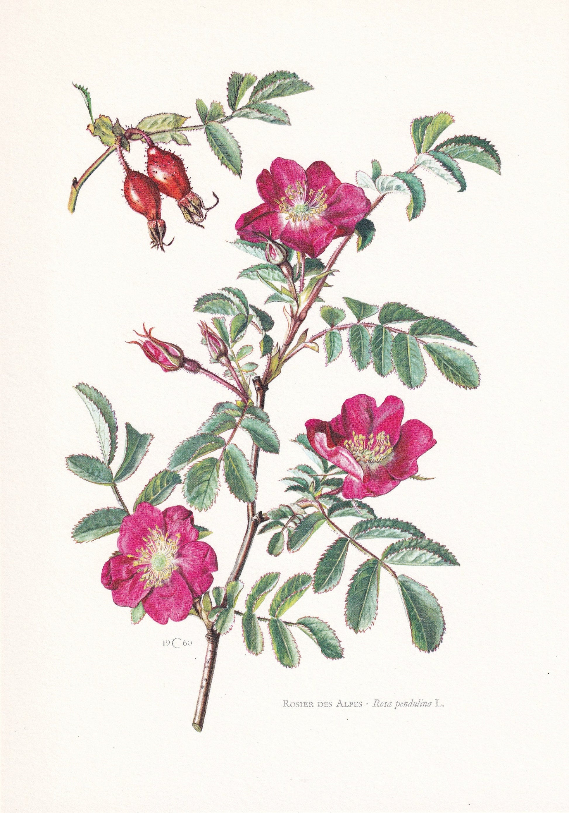 1960 ALPINE ROSE Print - Botanical Print - Botanical Illustration - Plant Wall Art - Vintage Plant Print - 7.5 x 10.6 Inches