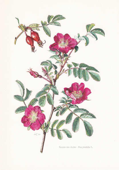1960 ALPINE ROSE Print - Botanical Print - Botanical Illustration - Plant Wall Art - Vintage Plant Print - 7.5 x 10.6 Inches