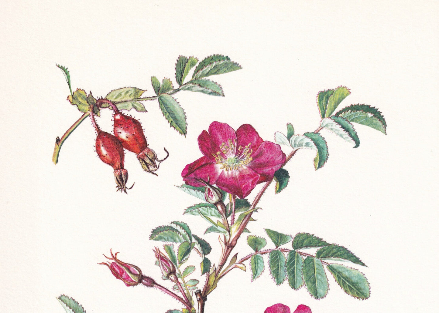 1960 ALPINE ROSE Print - Botanical Print - Botanical Illustration - Plant Wall Art - Vintage Plant Print - 7.5 x 10.6 Inches