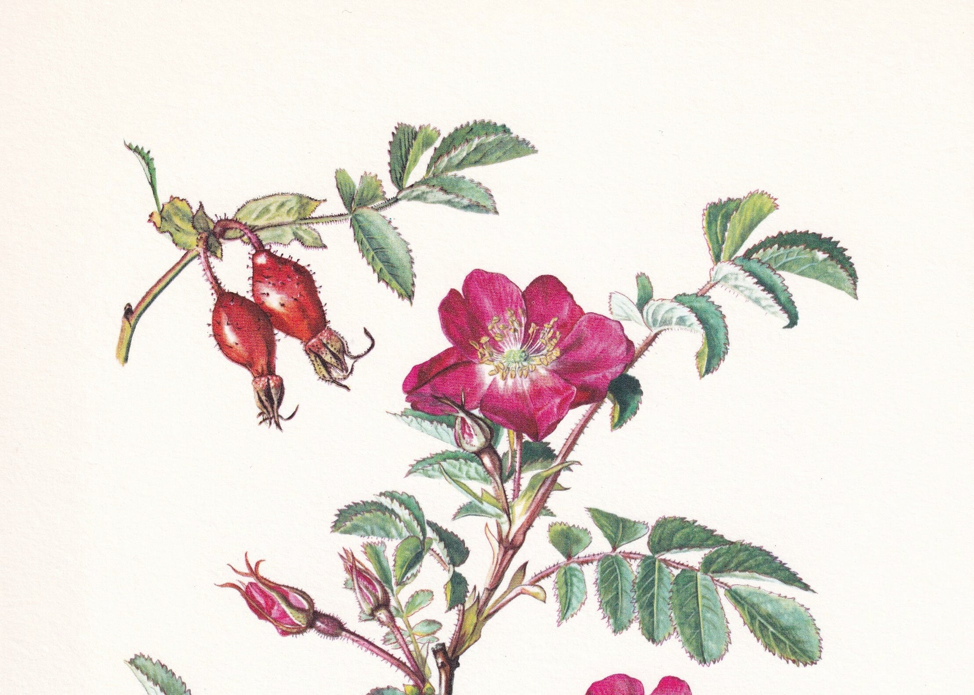 1960 ALPINE ROSE Print - Botanical Print - Botanical Illustration - Plant Wall Art - Vintage Plant Print - 7.5 x 10.6 Inches