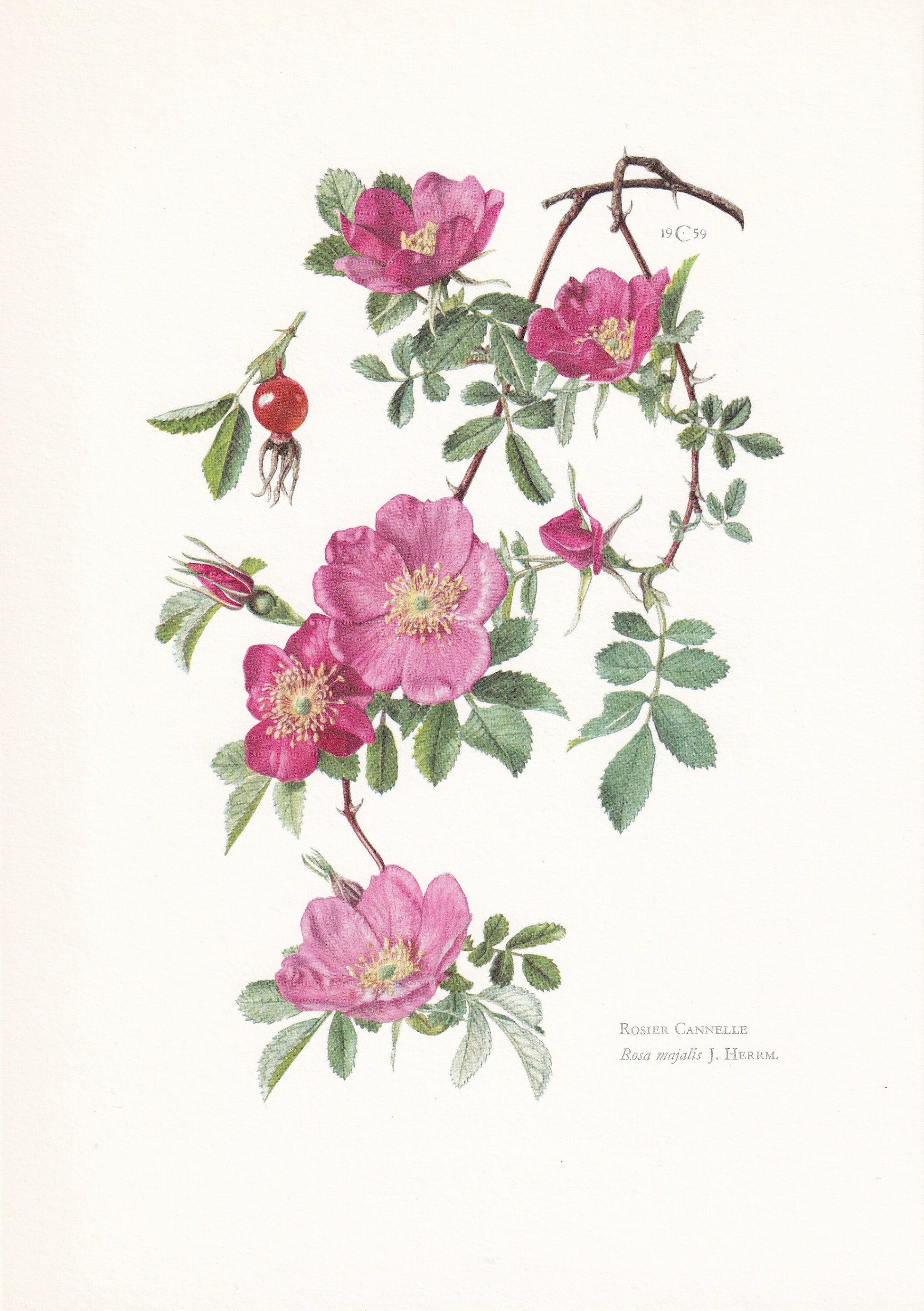 1960 DOUBLE CINNAMON ROSE Print - Botanical Print - Botanical Illustration - Plant Wall Art - Vintage Plant Print - 7.5 x 10.6 Inches