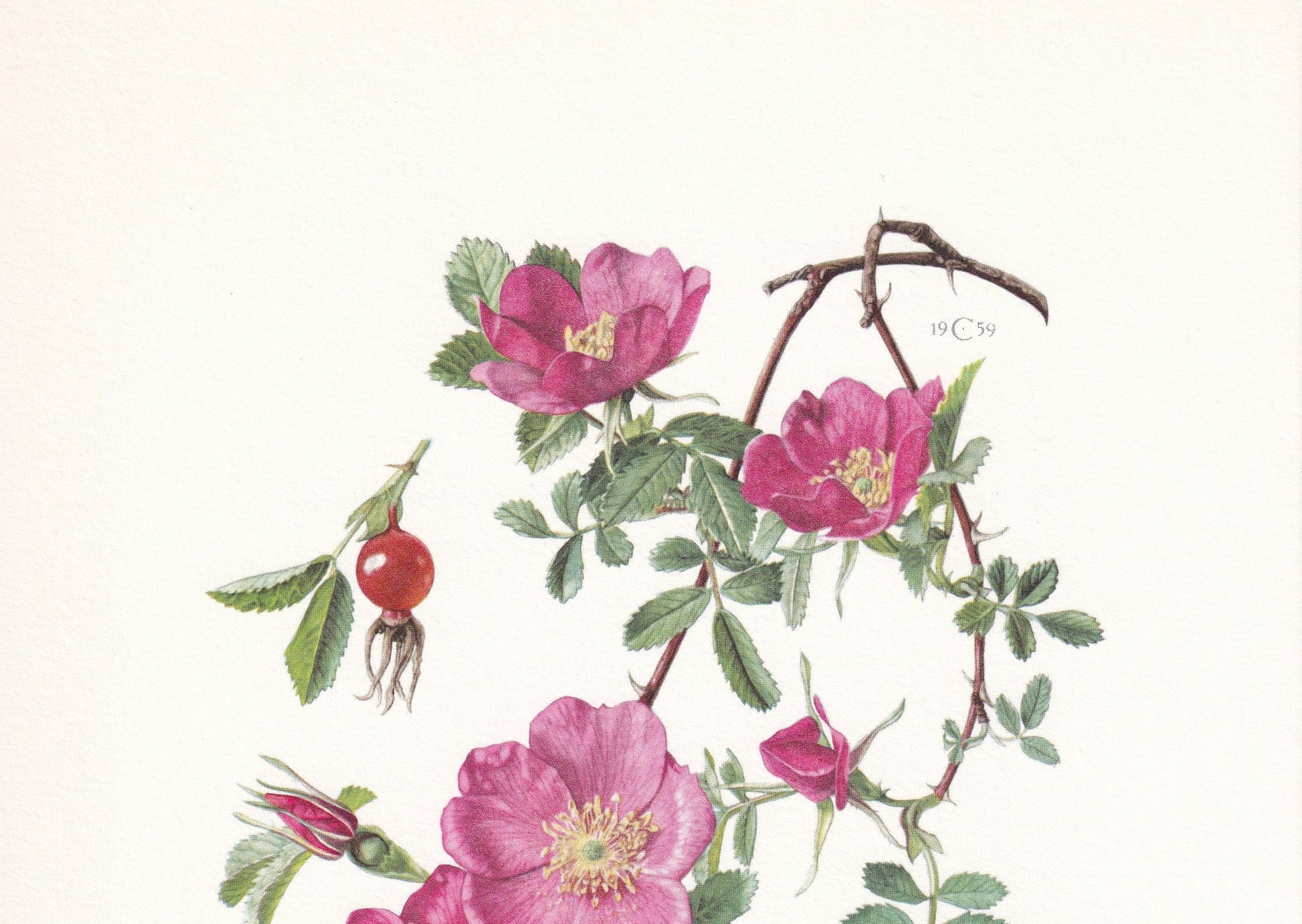 1960 DOUBLE CINNAMON ROSE Print - Botanical Print - Botanical Illustration - Plant Wall Art - Vintage Plant Print - 7.5 x 10.6 Inches