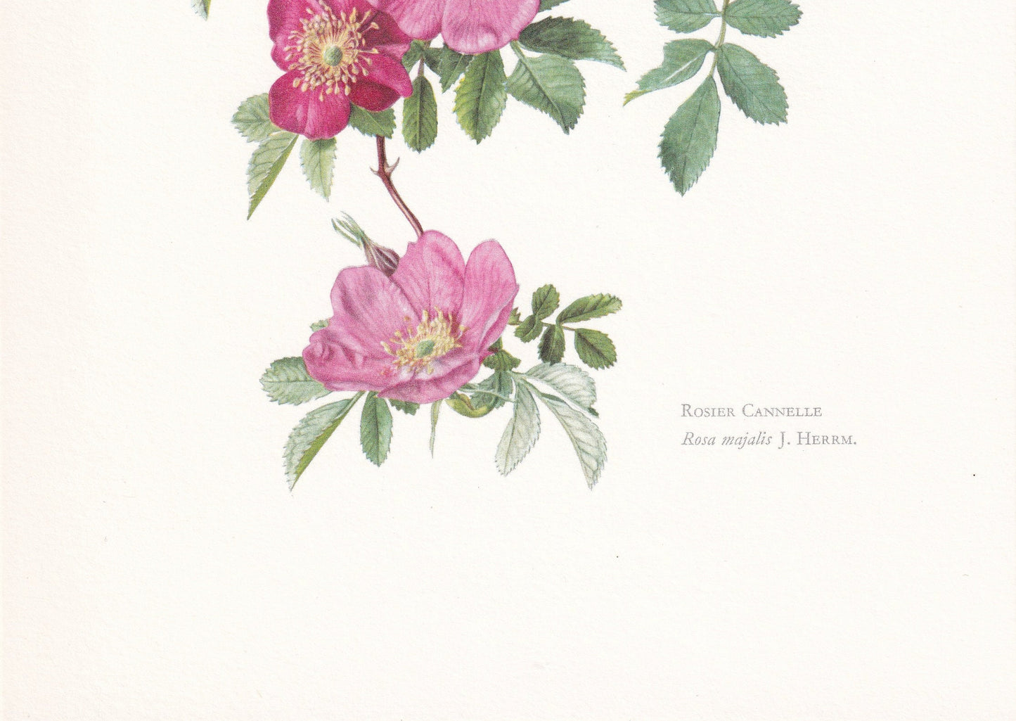 1960 DOUBLE CINNAMON ROSE Print - Botanical Print - Botanical Illustration - Plant Wall Art - Vintage Plant Print - 7.5 x 10.6 Inches