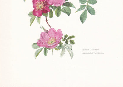 1960 DOUBLE CINNAMON ROSE Print - Botanical Print - Botanical Illustration - Plant Wall Art - Vintage Plant Print - 7.5 x 10.6 Inches