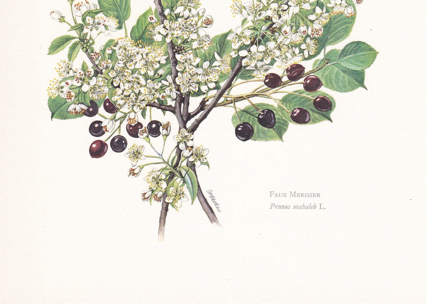 1960 MAHALEB CHERRY TREE Print - Botanical Print - Botanical Illustration - Tree Wall Art - Vintage Tree Print - 7.5 x 10.6 I