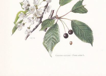 1960 SWEET CHERRY TREE Print - Botanical Print - Botanical Illustration - Tree Wall Art - Vintage Tree Print - 7.5 x 10.6 Inches