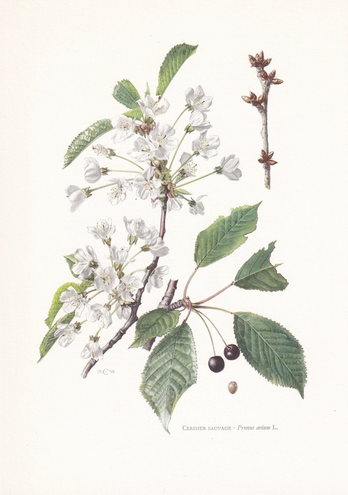 1960 SWEET CHERRY TREE Print - Botanical Print - Botanical Illustration - Tree Wall Art - Vintage Tree Print - 7.5 x 10.6 Inches