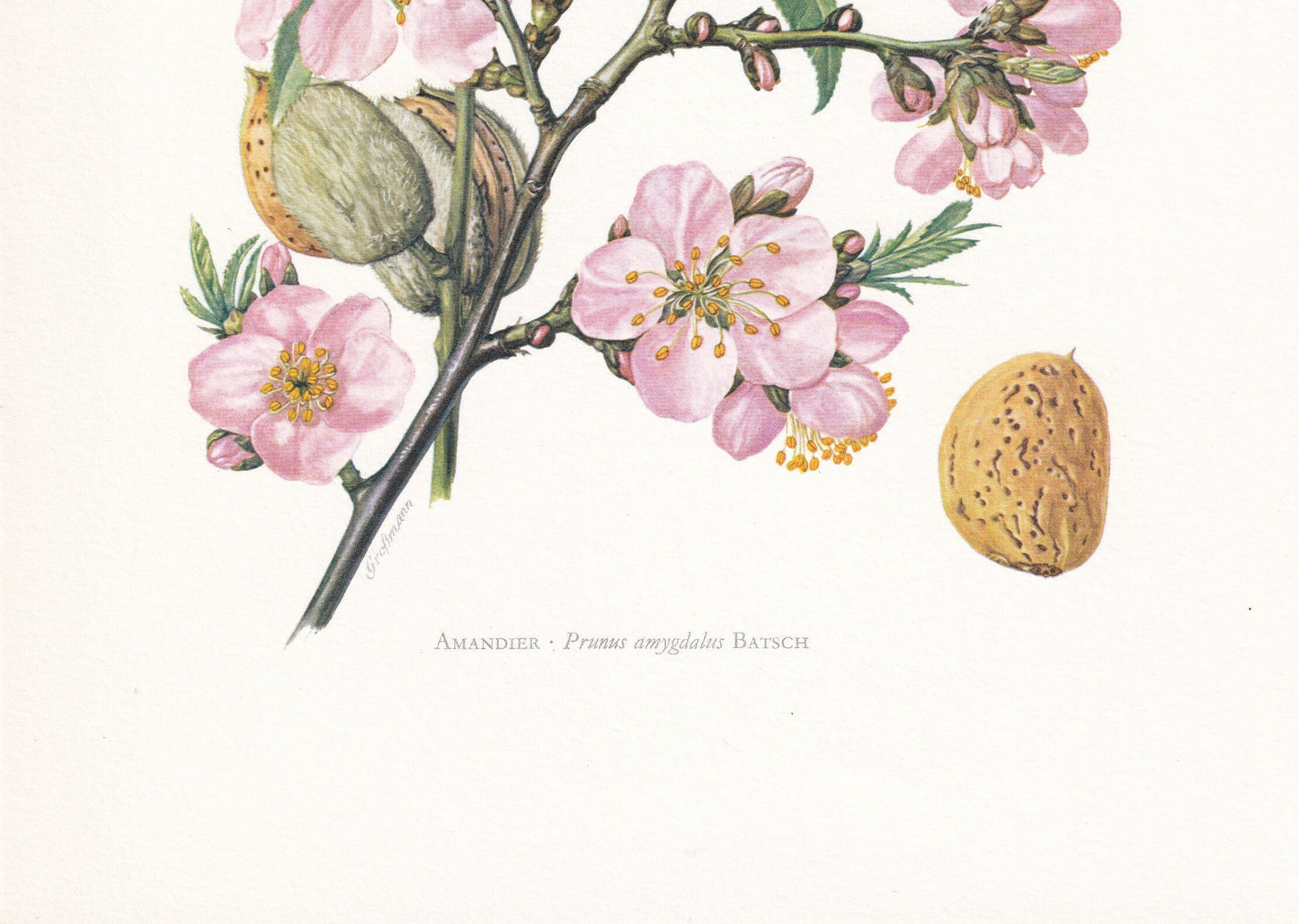 1960 ALMOND TREE Print - Botanical Print - Botanical Illustration - Tree Wall Art - Vintage Tree Print - 7.5 x 10.6 Inches