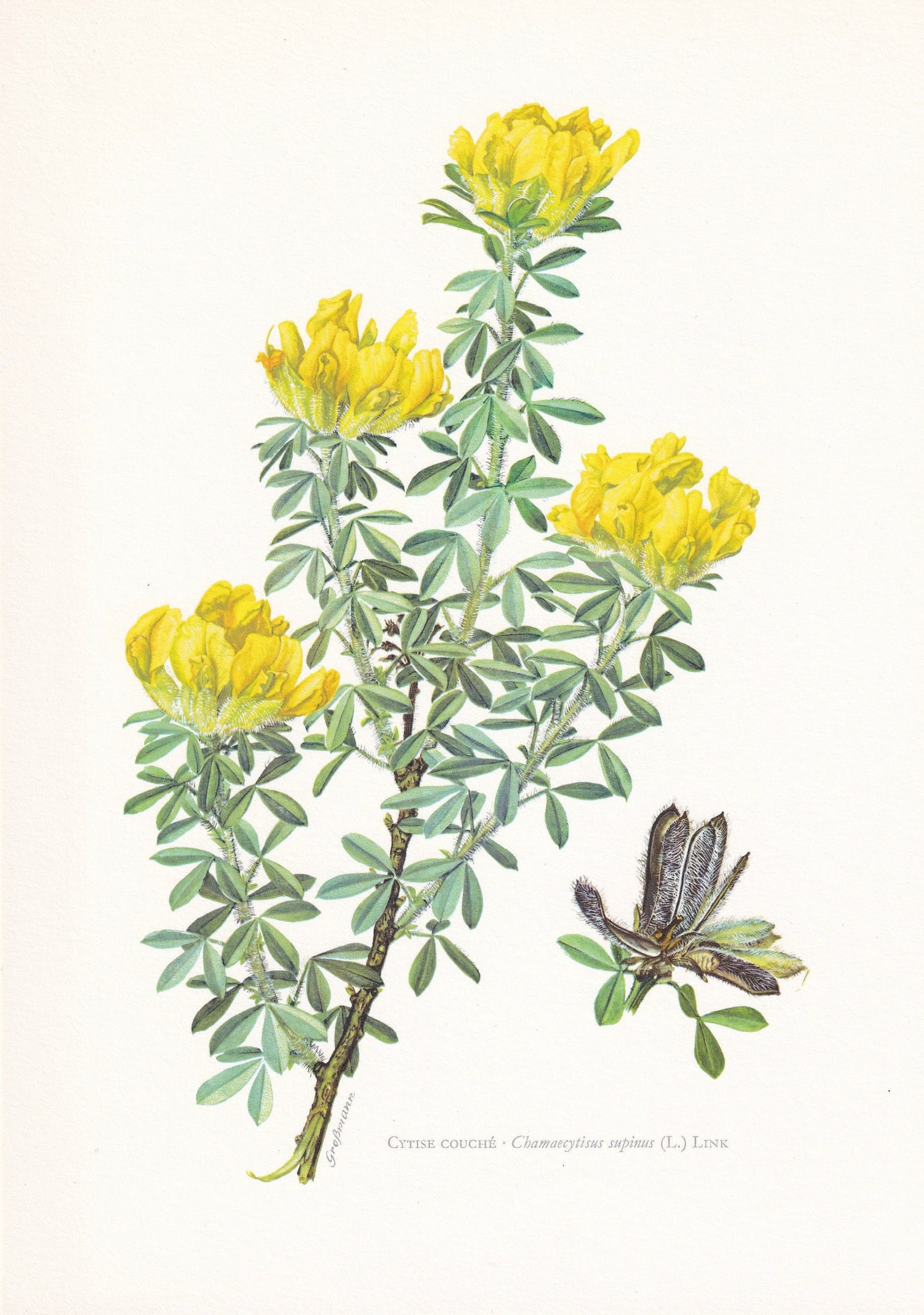 1960 HAIRY BROOM Print - Botanical Print - Botanical Illustration - Plant Wall Art - Vintage Plant Print - 7.5 x 10.6 Inches