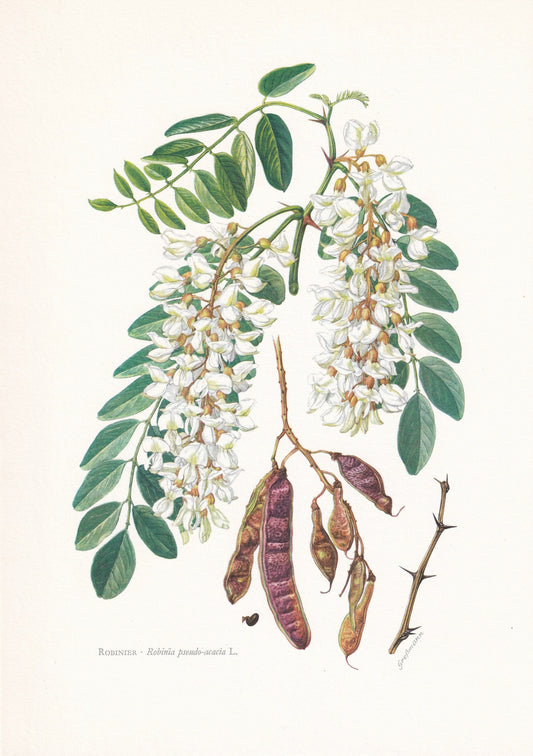 1960 BLACK LOCUST Print - Botanical Print - Botanical Illustration - Plant Wall Art - Vintage Plant Print - 7.5 x 10.6 Inches