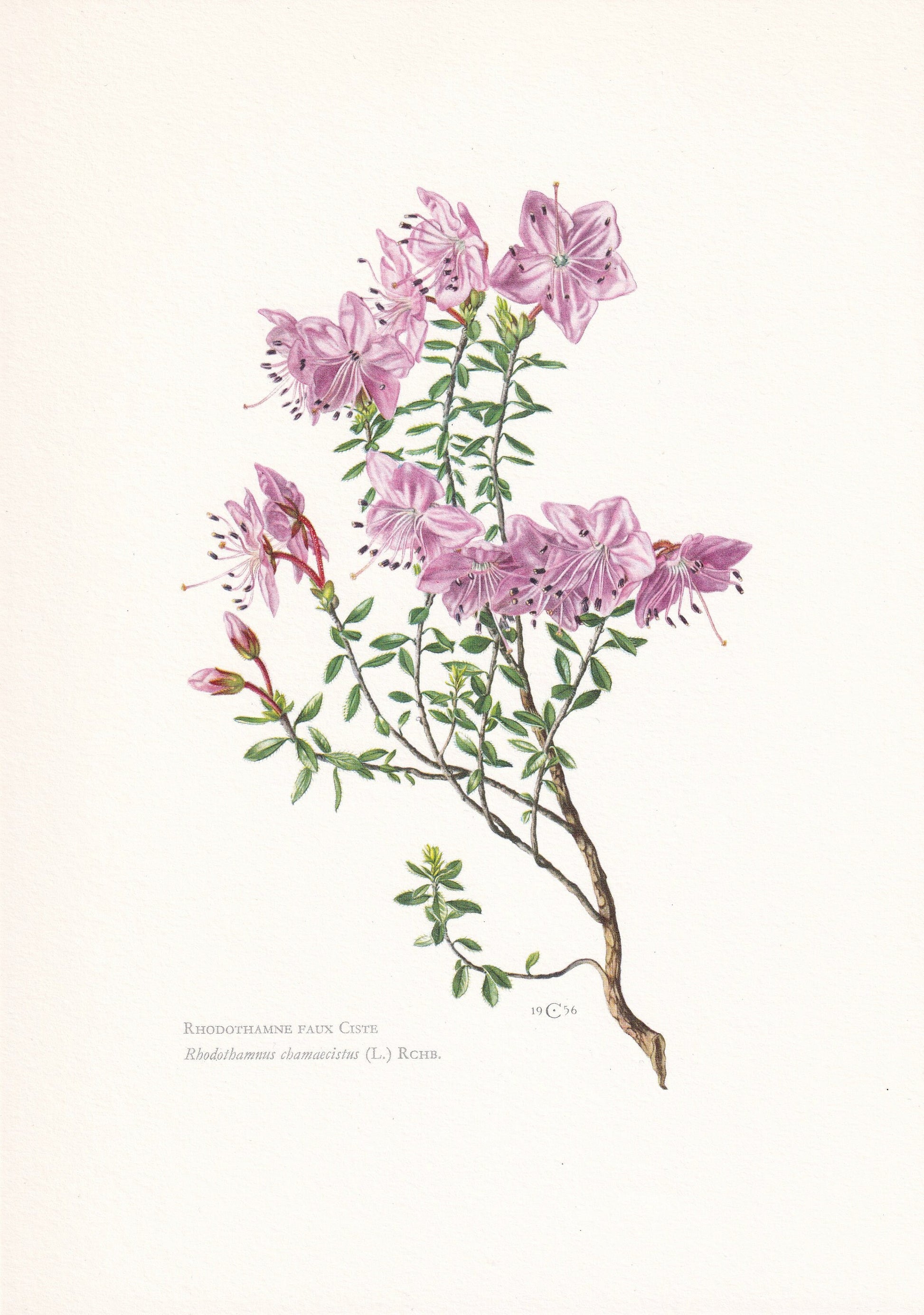 1960 ALPENROSE RHODOTHAMNUS Print - Botanical Print - Botanical Illustration - Plant Wall Art - Vintage Plant Print - 7.5 x 10.6 Inches