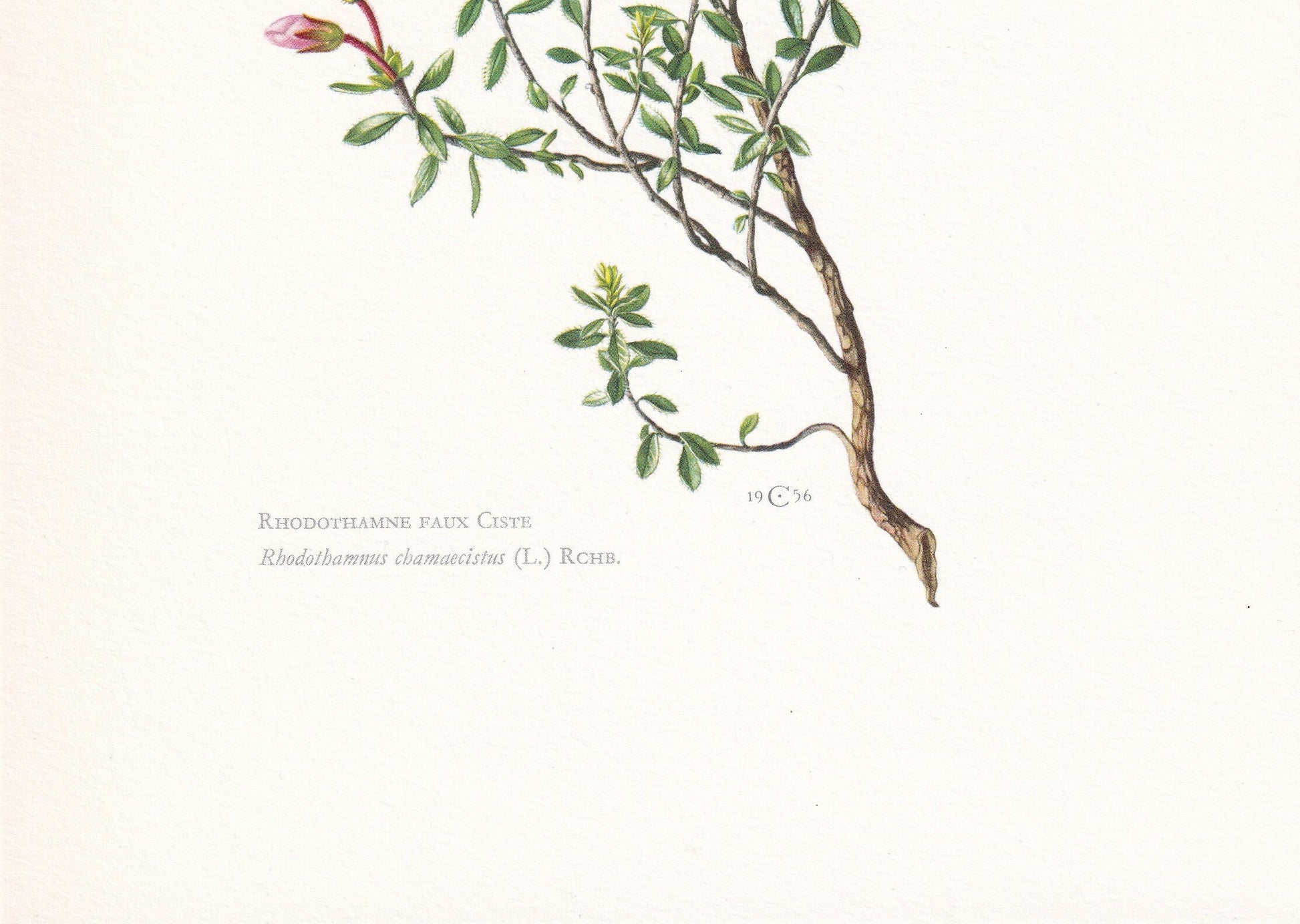 1960 ALPENROSE RHODOTHAMNUS Print - Botanical Print - Botanical Illustration - Plant Wall Art - Vintage Plant Print - 7.5 x 10.6 Inches