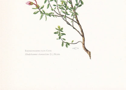1960 ALPENROSE RHODOTHAMNUS Print - Botanical Print - Botanical Illustration - Plant Wall Art - Vintage Plant Print - 7.5 x 10.6 Inches