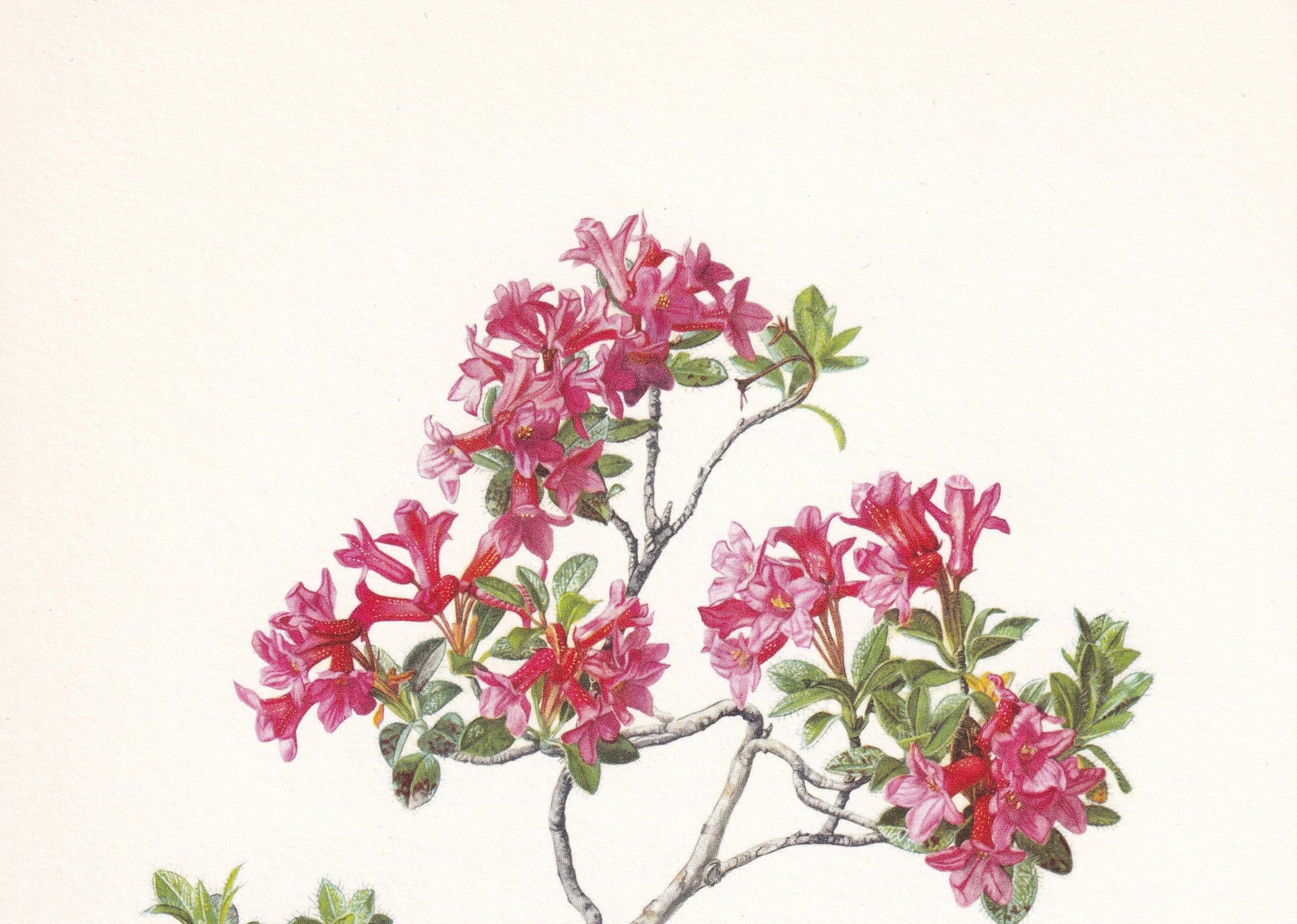 1960 DWARF RHODODENDRON Print - Botanical Print - Botanical Illustration - Plant Wall Art - Vintage Plant Print - 7.5 x 10.6 Inches