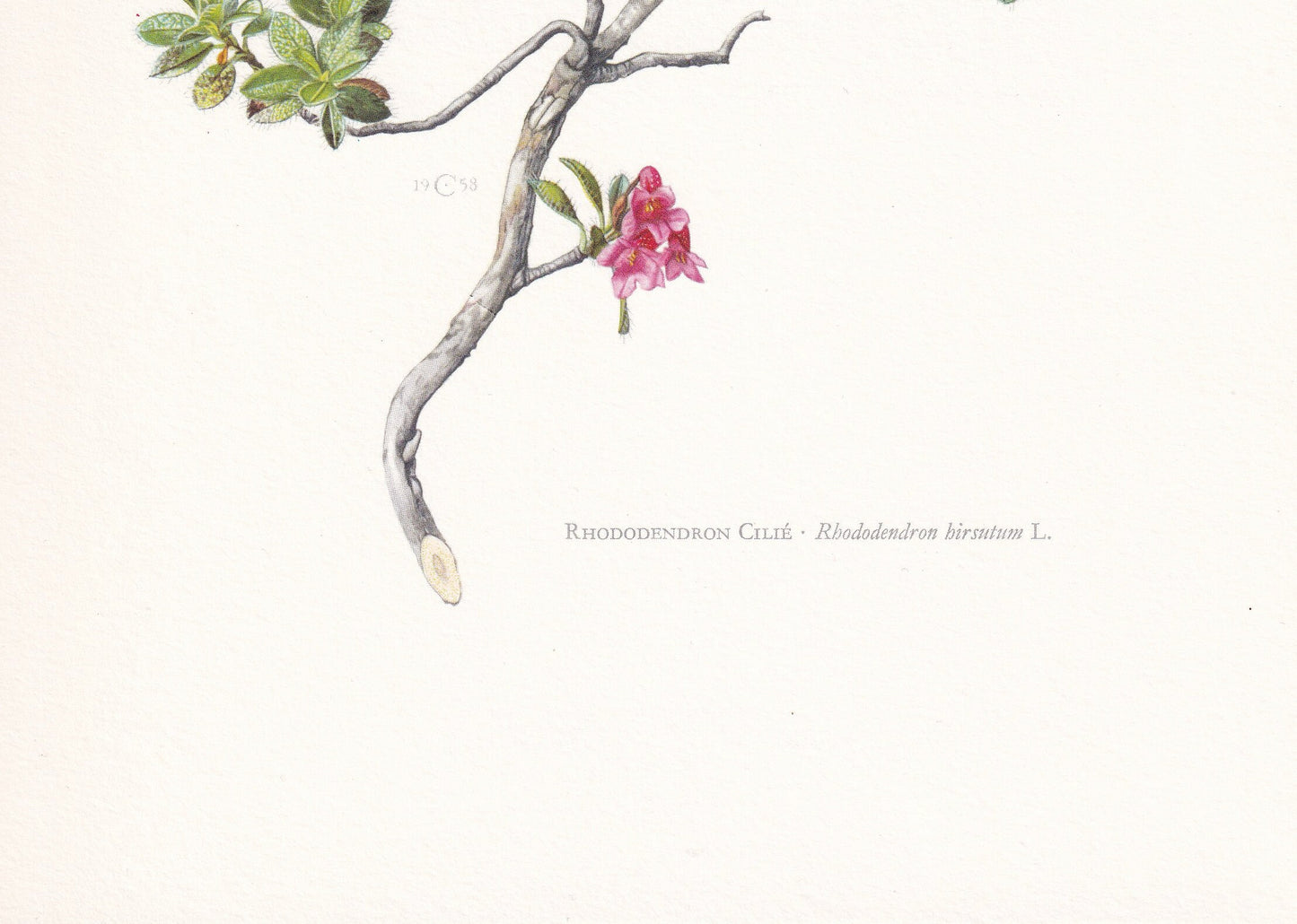 1960 DWARF RHODODENDRON Print - Botanical Print - Botanical Illustration - Plant Wall Art - Vintage Plant Print - 7.5 x 10.6 Inches