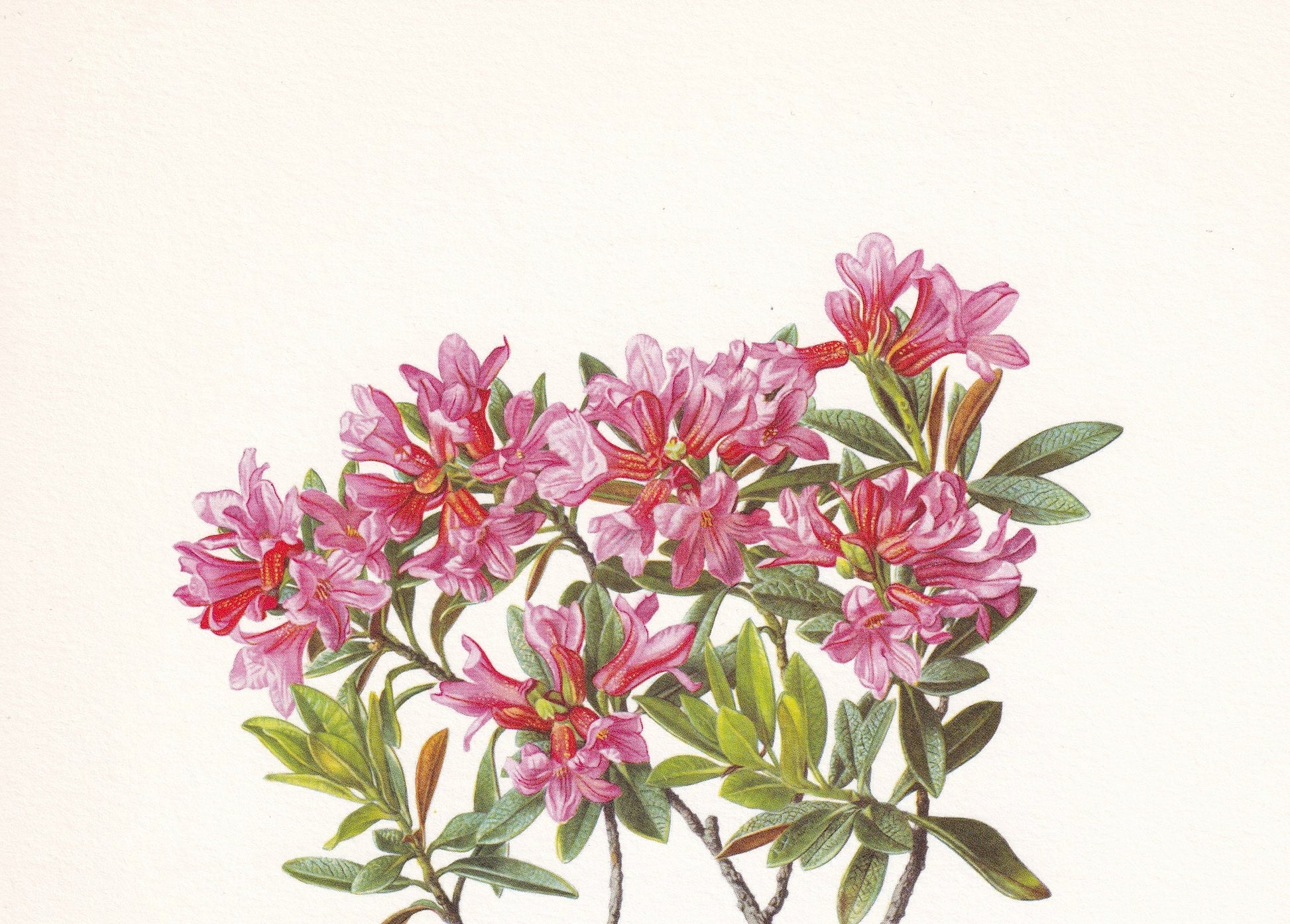 1960 ALPENROSE RHODODENDRON Print - Botanical Print - Botanical Illustration - Plant Wall Art - Vintage Plant Print - 7.5 x 10.6 Inches