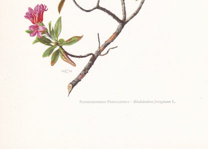 1960 ALPENROSE RHODODENDRON Print - Botanical Print - Botanical Illustration - Plant Wall Art - Vintage Plant Print - 7.5 x 10.6 Inches