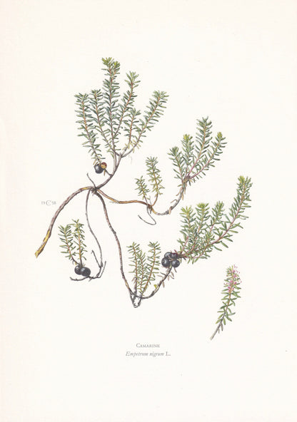 1960 CROWBERRY Print - Botanical Print - Botanical Illustration - Plant Wall Art - Vintage Plant Print - 7.5 x 10.6 Inches