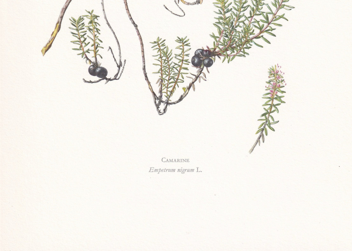 1960 CROWBERRY Print - Botanical Print - Botanical Illustration - Plant Wall Art - Vintage Plant Print - 7.5 x 10.6 Inches