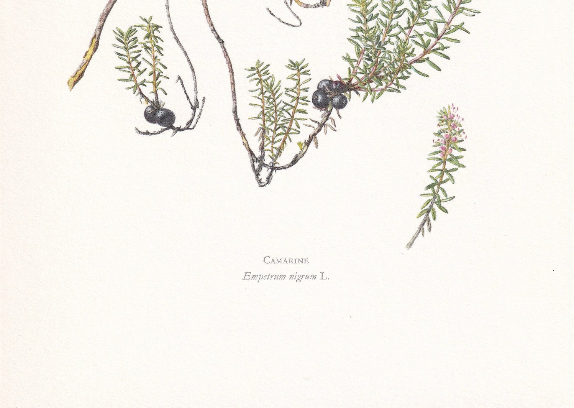 1960 CROWBERRY Print - Botanical Print - Botanical Illustration - Plant Wall Art - Vintage Plant Print - 7.5 x 10.6 Inches