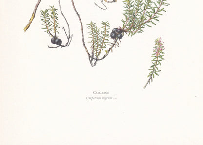 1960 CROWBERRY Print - Botanical Print - Botanical Illustration - Plant Wall Art - Vintage Plant Print - 7.5 x 10.6 Inches