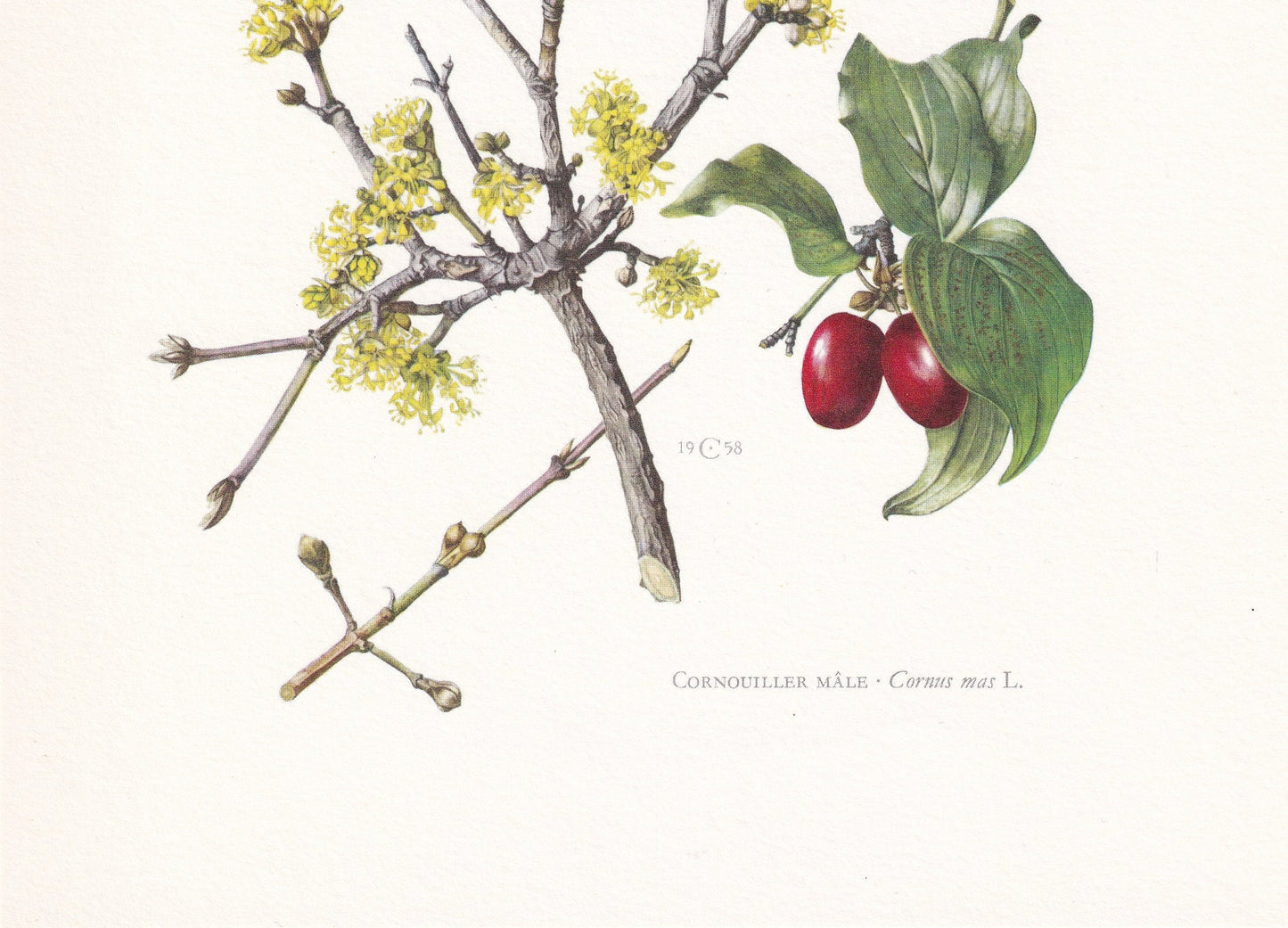 1960 CORNELIAN CHERRY Print - Botanical Print - Botanical Illustration - Plant Wall Art - Vintage Plant Print - 7.5 x 10.6 Inches