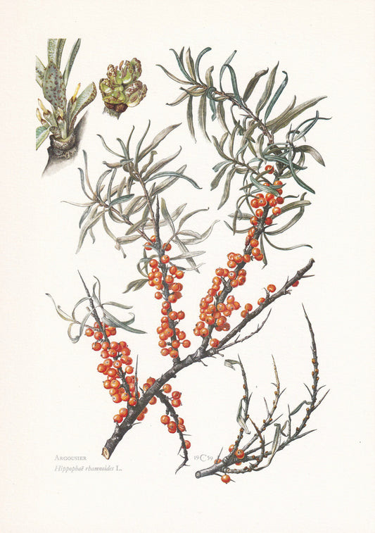 1960 SEA BUCKTHORN (SEABERRY) Print - Botanical Print - Botanical Illustration - Plant Wall Art - Vintage Plant Print - 7.5 x 10.6 Inches