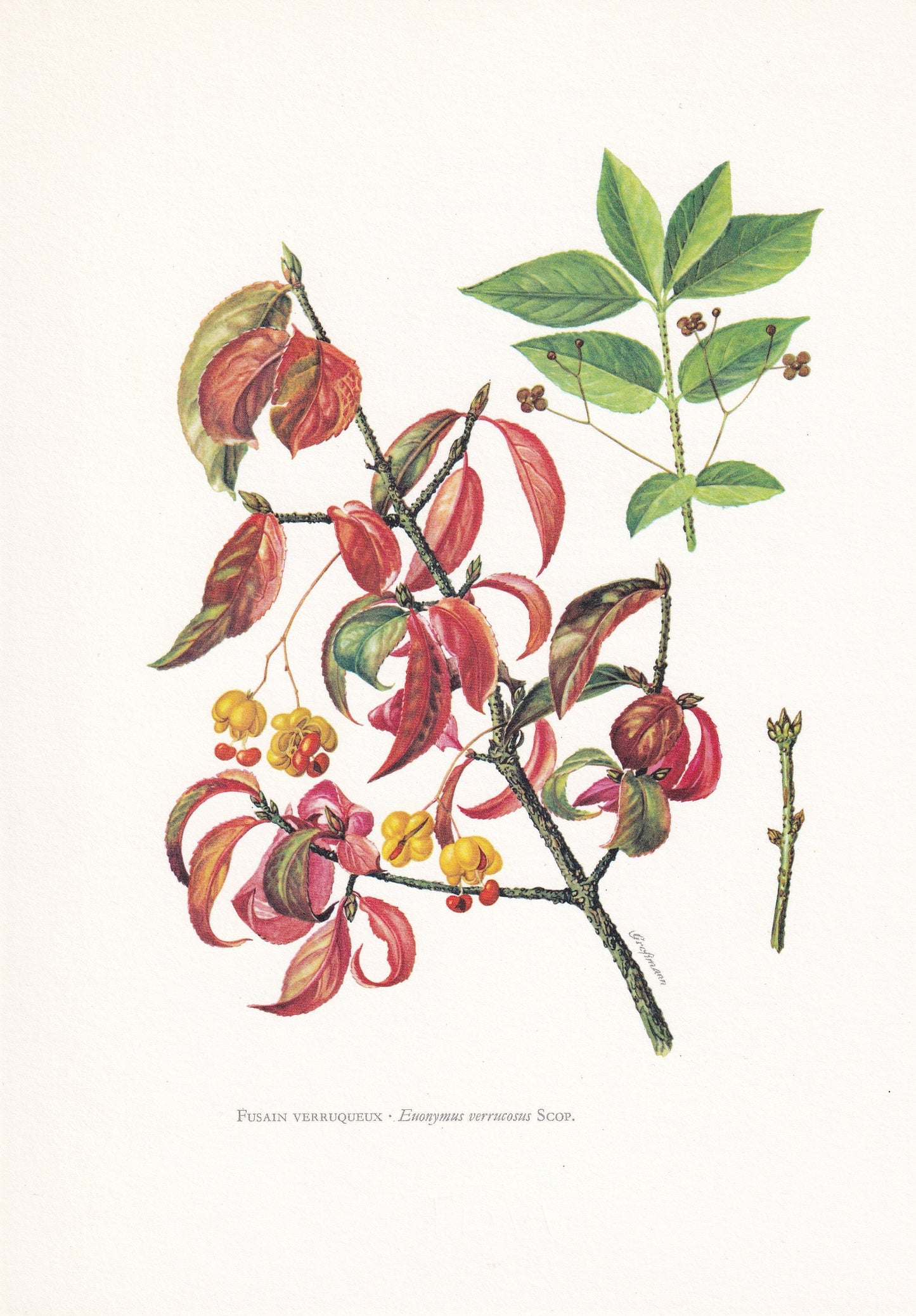 1960 SPINDLE Tree Print - Botanical Print - Botanical Illustration - Tree Wall Art - Vintage Tree Print - 7.5 x 10.6 Inches