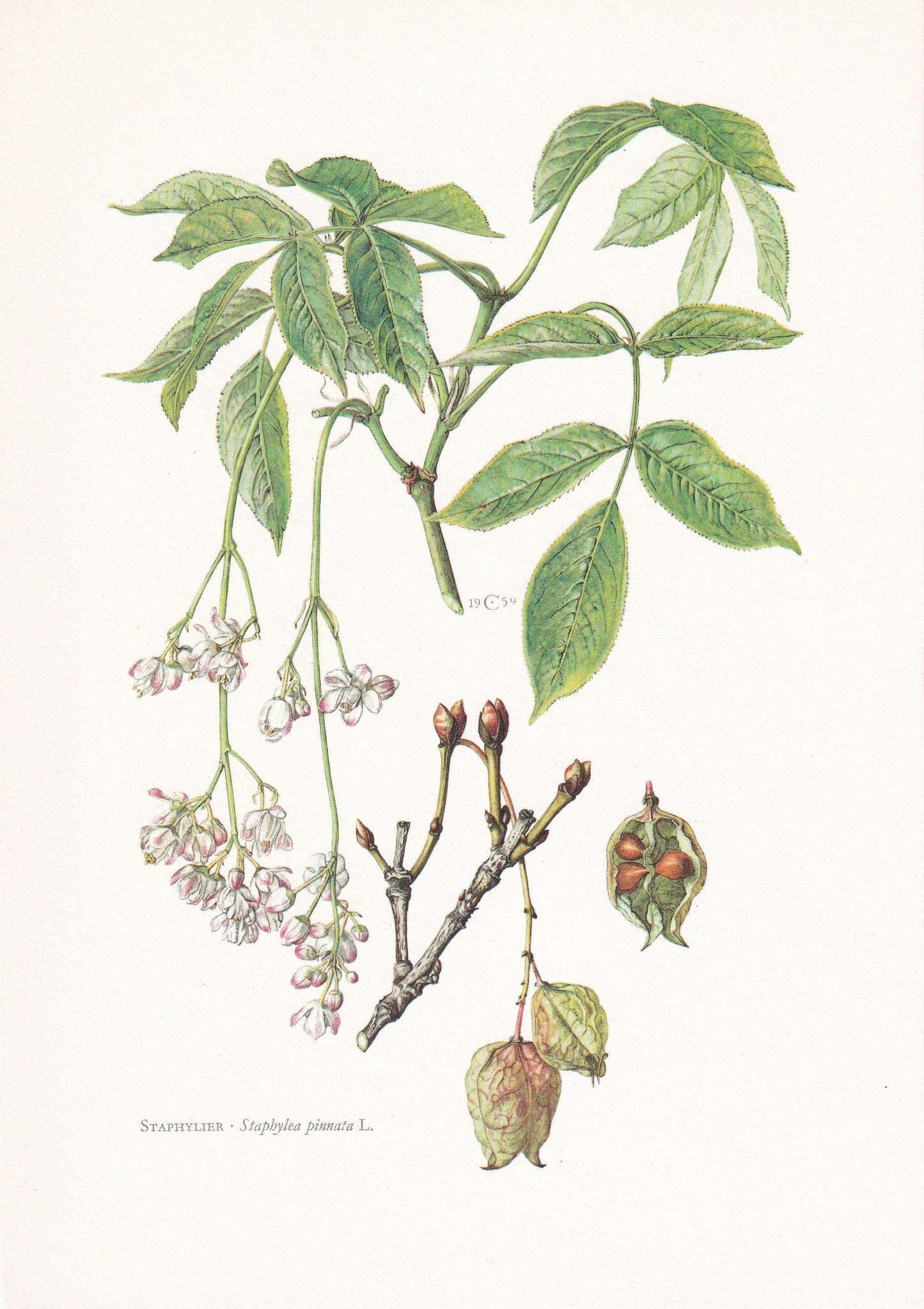 1960 BLADDERNUT Tree Print - Botanical Print - Botanical Illustration - Tree Wall Art - Vintage Tree Print - 7.5 x 10.6 Inches