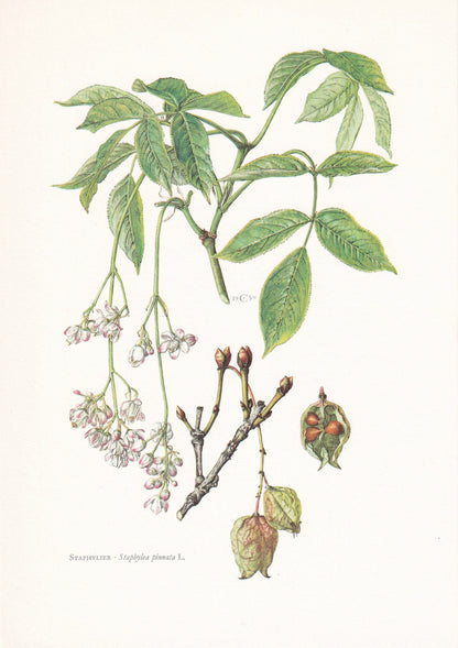 1960 BLADDERNUT Tree Print - Botanical Print - Botanical Illustration - Tree Wall Art - Vintage Tree Print - 7.5 x 10.6 Inches